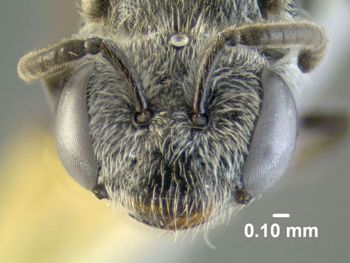 Media type: image;   Entomology 610763 Aspect: head frontal view